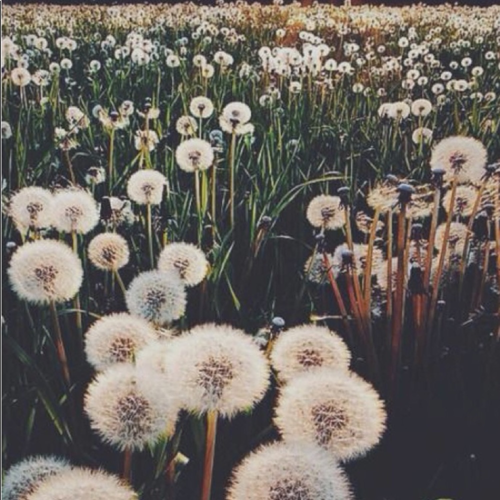 Meet your Posher, Molly